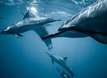 华体会入口-巴乔忆偶像：保罗·罗西的微笑像母爱一样温暖人心